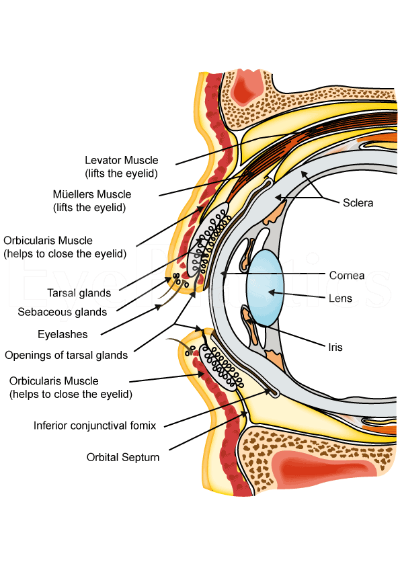 Anatomy Image: Description of objects and embedded text